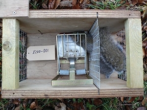 A squirrel caught in DOC 200 trap