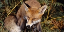 Predation
