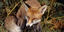 Fox snares