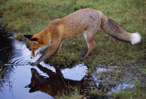 Fox (www.lauriecampbell.com)