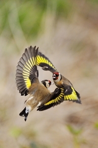 Goldfinch (Credit: Laurie Campbell)
