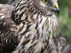 Haven for harriers: our letter in The Times