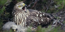 How does grouse moor management affect the abundance of red grouse and hen harriers?
