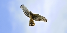 Hen Harriers and the JRS