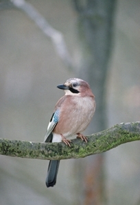 Jay (Credit: Laurie Campbell)