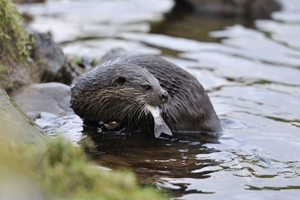 Otter eating fish (Credit: Laurie Campbell)
