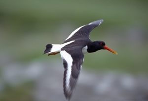 Oystercatcher (Credit: Laurie Campbell)