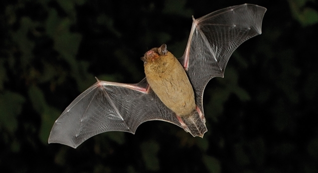 Pipistrelle Bat www.lauriecampbell.com