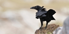 The effects of grouse moor management on raptors and ravens