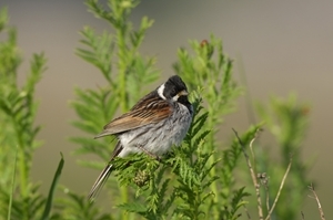 Reed bunting (Credit: Laurie Campbell)