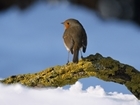 Freezing conditions see GWCT Big Farmland Bird Count extended