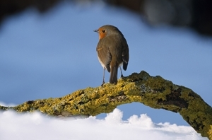 Robin (Credit: Laurie Campbell)