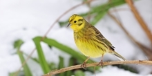 Where have all our songbirds gone?