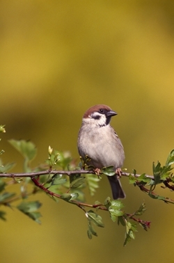 Tree sparrow (www.lauriecampbell.com)