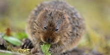 Water vole
