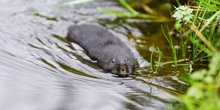 Water vole