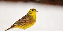 Songbirds