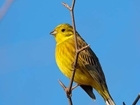 Why the 4th Big Farmland Bird Count should be bigger than ever