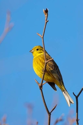 Yellowhammer7 www.lauriecampbell.com