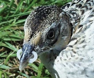 Pheasant with bit in situ and due for removal. (Des Purdy)