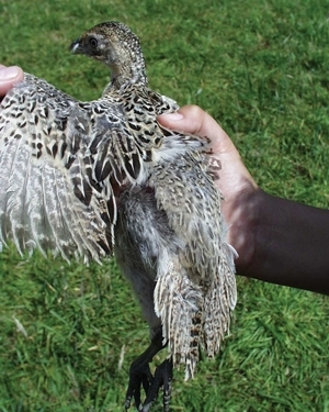 A bird from a bitted group at five and a half weeks old with feather score 5 (good overall feathering). Note the plastic bit fitted into the nares. (Des Purdy)
