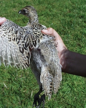 A bird from a bitted group at five and a half weeks old with feather score 5 (good overall feathering). Note the plastic bit fitted into the nares. (Des Purdy) A bird from a bitted group at five and a half weeks old with feather score 5 (good overall feathering). Note the plastic bit fitted into the nares. (Des Purdy)