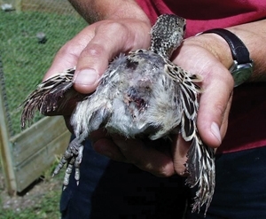 Unbitted bird at five and a half week. Note the bare back and bleeding from tail blood quills. (Des Purdy)