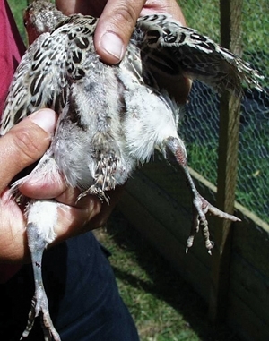 Unbitted bird at five and a half weeks. Note the bare back, absence of tail and lesions on hock and tarsal areas. (Des Purdy)