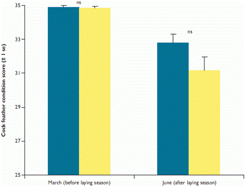 The mean feather condition score of cock pheasants in 12 spectacled and non-spectacled laying flocks on game farms across England, 2006 and 2007