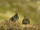 Red grouse pair count results from Scotland: Visible effects of poor 2024 breeding season