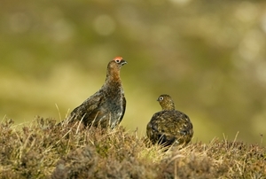 Red grouse (www.davidkjaer.com)