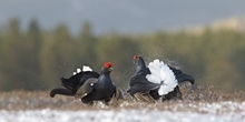 The importance of moorland habitat for black grouse in southern Scotland