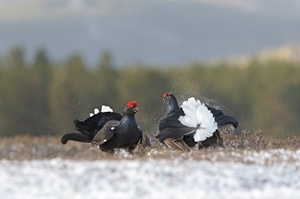 Black grouse lek (www.davidkjaer.com)