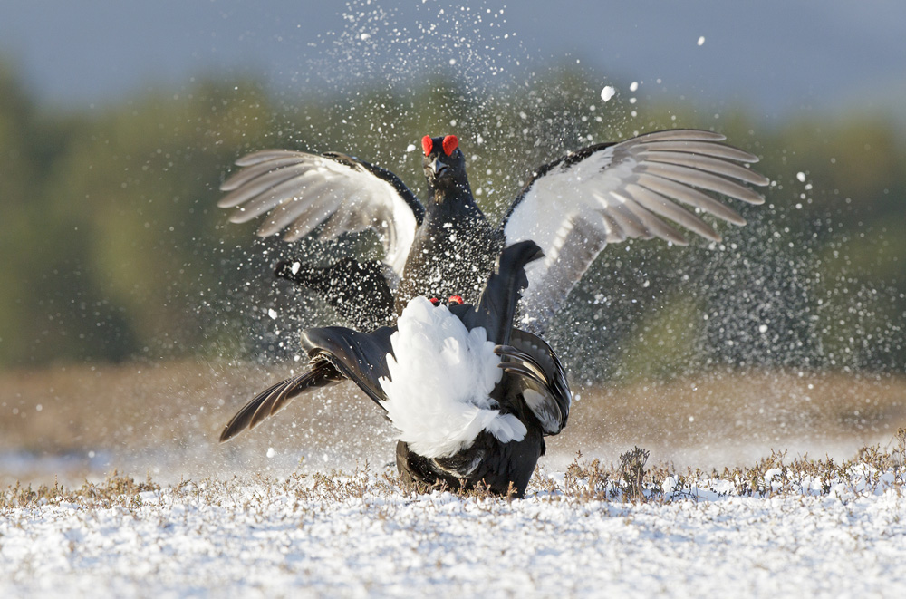 THE SNOW GROUSE & THE BLACK GROUSE セット Black Grouse Range Expansion Project - Game and Wildlife