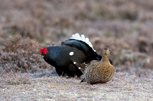Black grouse pair (www.davidkjaer.com)