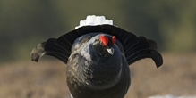 Gamebirds