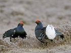 Important research being revealed at grouse conference