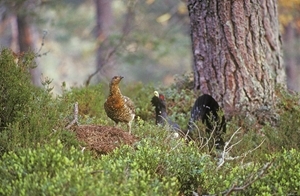 Capercailie pair (www.davidkjaer.com)