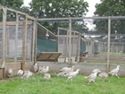 Gamekeepers urged to be vigilant after two bird flu outbreaks in commercial poultry units
