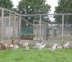 Pheasant pen
