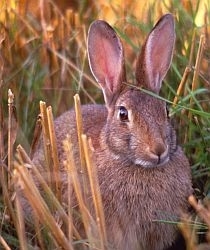 Rabbit photo by A. de la Serre