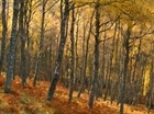 Trees: Let's get the planting in perspective