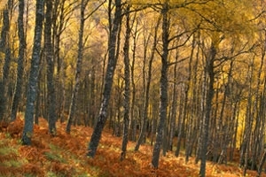 Woodland birch