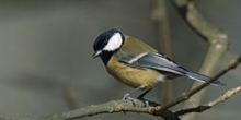Songbirds
