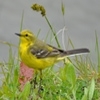 Yellow wagtail