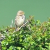Corn bunting Corn bunting