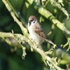 Tree sparrow