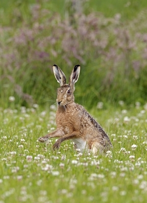 Brown hare (www.davidkjaer.com)