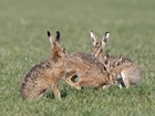 Brown hare conservation is about getting the basics right