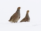 This Christmas give the gift of nesting and brood rearing cover to grey partridges